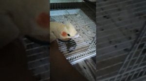 Мой попугай корелла, играем с ним!!