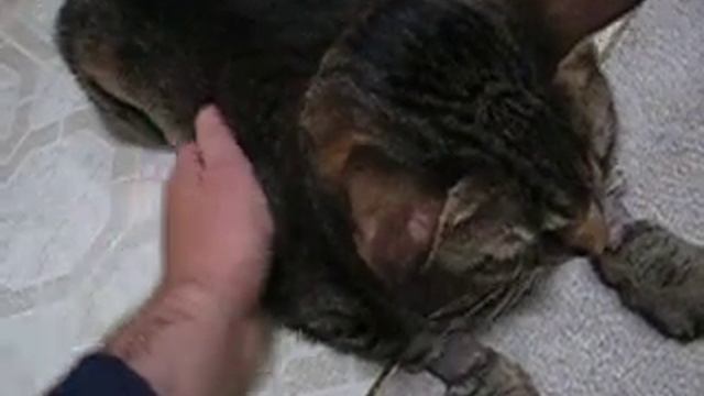 How to sway a fat puch - Part duce смотреть онлайн