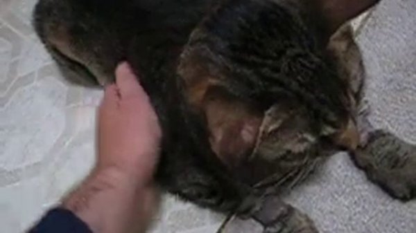 How to sway a fat puch - Part duce