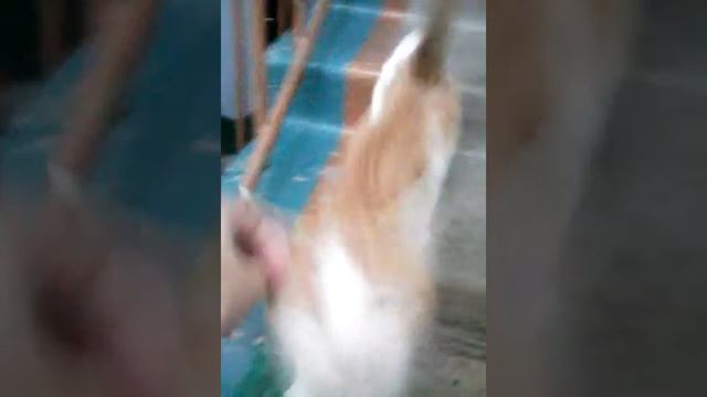 Котик живёт в подЪезде у Алёны🐱 смотреть онлайн