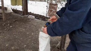 Мускусная утка тяжёлой французской линии вес на 5,5месяцев