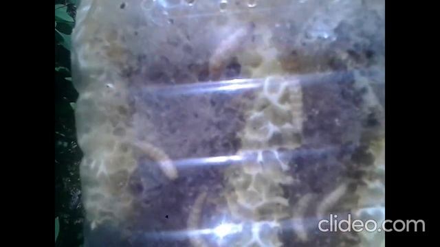 Дачная бутылочная апитерапия. Восковая моль и ПЖВМ. смотреть онлайн