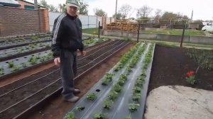 Высокая грядка для клубники