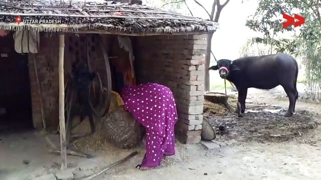 50 houses does not have Toilet смотреть онлайн