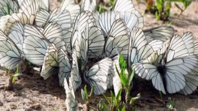 ВЕСЕННЕЕ ВОЗРОЖДЕНИЕ - МОНТАЖ ТАТЬЯНЫ СИТНИКОВОЙ смотреть онлайн