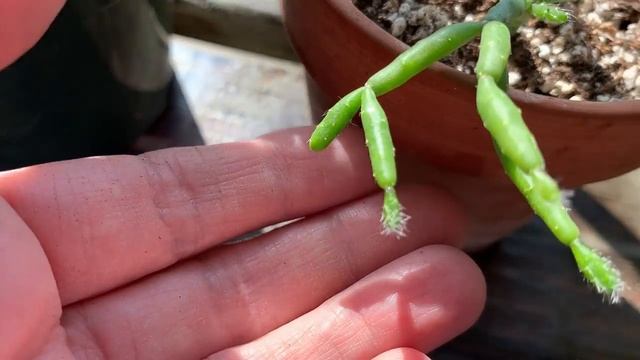 Rhipsalis Varieties & Care Tips | Come See my Rhipsalis Houseplants | 10K Giveaway Winner смотреть онлайн