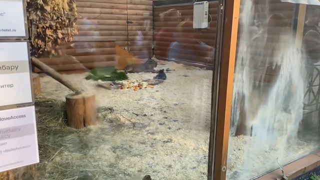 Ленинградский зоопарк смотреть онлайн