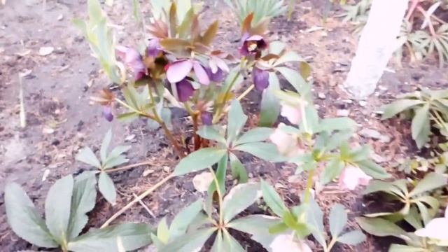 Морозники 2019 #Helleborusniger#helleborusorientalis#helleborusfoetidus смотреть онлайн
