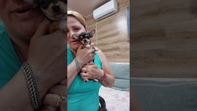 мини Маркони дочь Ролекса питомник чихуахуа Кастропуло Крым продажа +79787458062 Viber WhatsApp