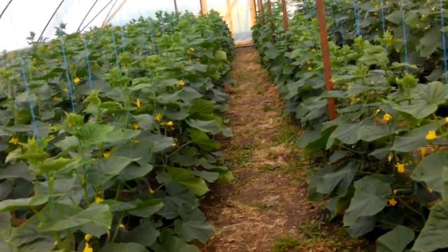 Малыши улучшенного Бьерна.Как мы пользовались Гермоном. смотреть онлайн