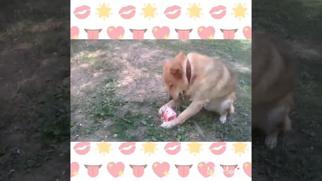 Прикол с Бутузом :) смотреть онлайн