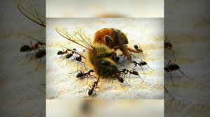 Детям про пчёл