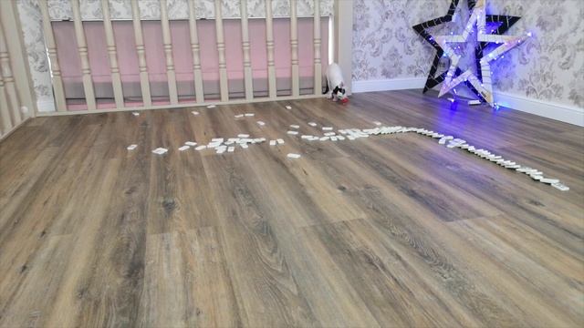 Cats play dominoes. Sphynx and Cornish Rex смотреть онлайн