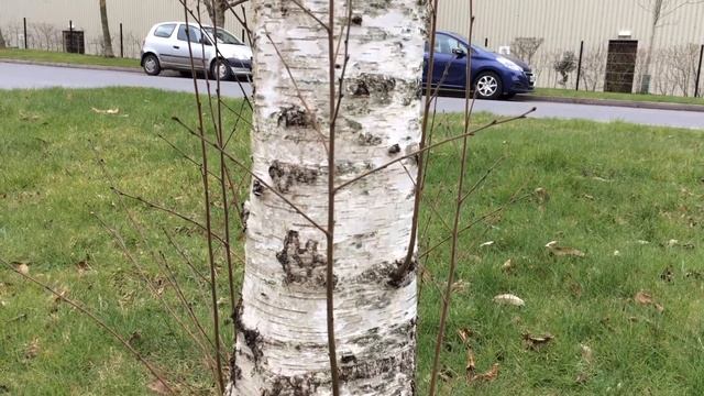 Downy Birch (Betula pubescens) - trunk close up - February 2018 смотреть онлайн
