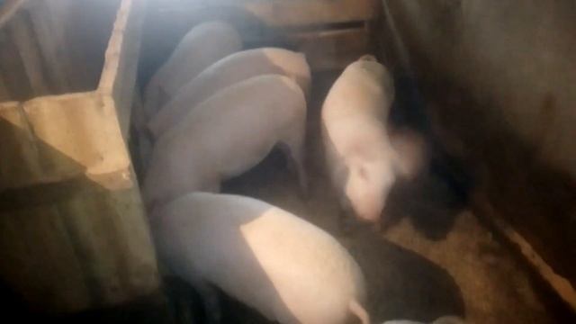 Случай произошедший недавно! Воспаление лёгких у поросят! Многодетная семья в селе!