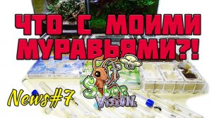 Что происходит с моими Муравьями?1 ● Муравьиные новости #7