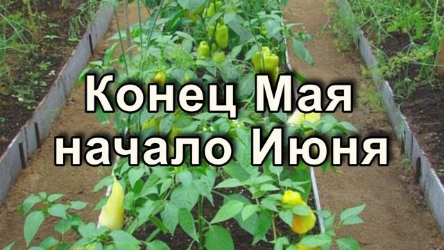 Лунный календарь огородника на 2019 год Когда сажать рассаду перца в 2019 году смотреть онлайн