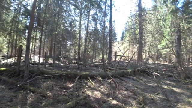 Лось, рога и чешуя. Открытие сезона, коп 2021 смотреть онлайн