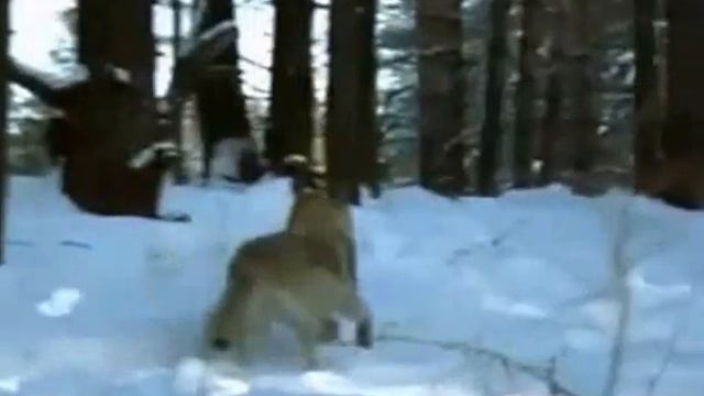 Охота на волков. Клип. смотреть онлайн