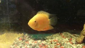 Цихлозома Северум