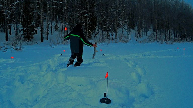 Вот это я удачно попал на ЖОР!!! Щука на жерлицу! Наживка, которая нравится щуке. смотреть онлайн