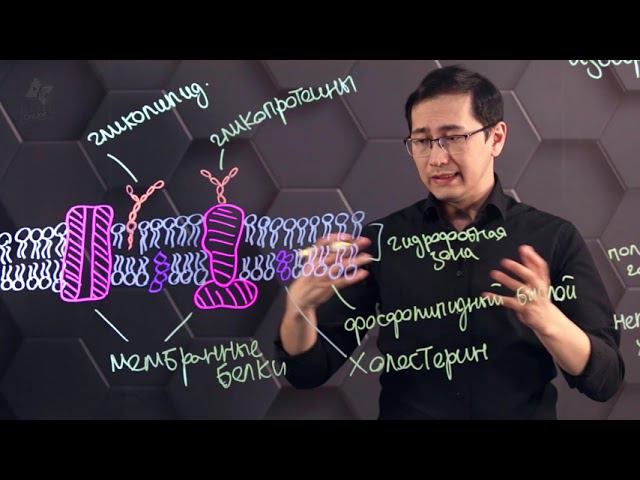 Плазматическая мембрана. 10 класс. смотреть онлайн
