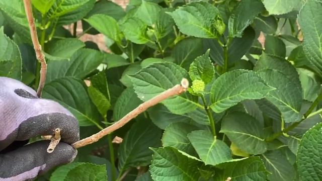 Hydrangea Cane Borers What are they and how to get rid of them смотреть онлайн