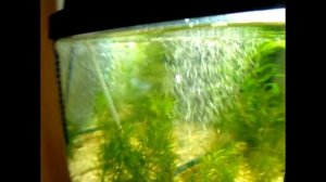 Фебтал - средство от Планарий, Гидр и Нематод.