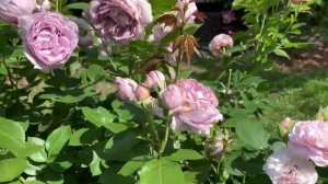 Как цветут розы Новалис, Розенфасцинацион, Флоренс Делатр.
