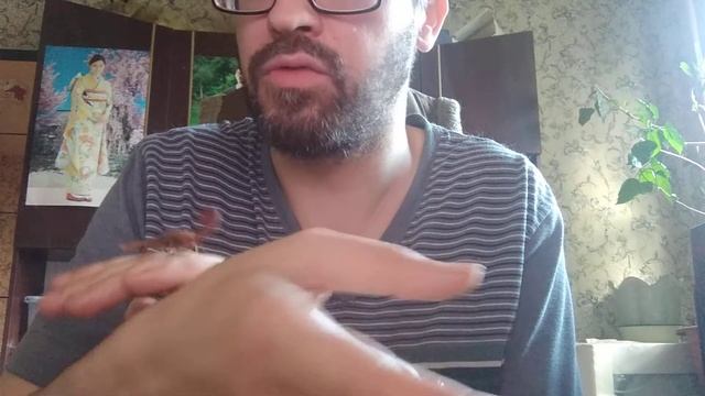 Выгул Рыжего кенийского скорпиона Babycurus Jacksoni смотреть онлайн