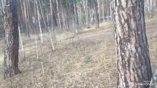 Прощальная прогулка по лесу Ирпень смотреть онлайн