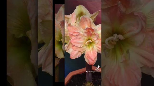 amaryllis exotic nymph #nature #flowers #bloom #flores #amaryllis #blossom #exotic #hippeastrum смотреть онлайн