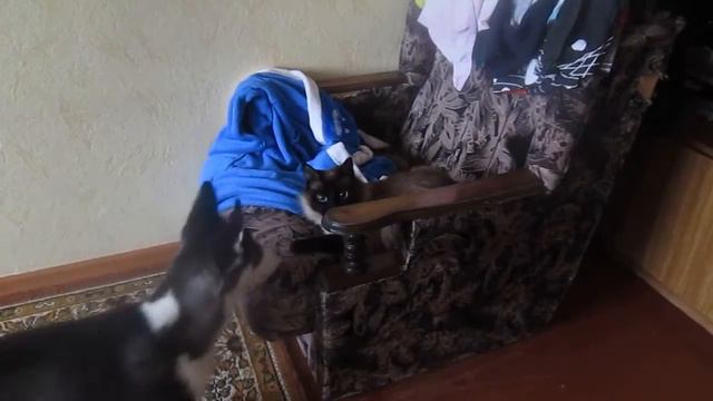 Щенок хаски и кот смотреть онлайн