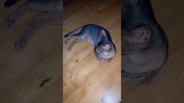 Абиссинская котосемья🐆Вот так разговаривают абиссинские кошки💝😍 смотреть онлайн