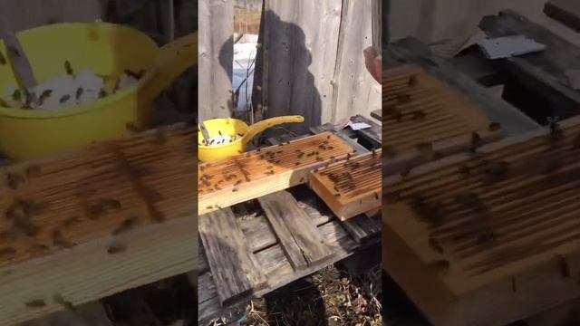 Как пчел приучить к поилкам. Быстрый и проверенный способ