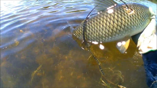 Подводная охота на амура. Spearfishing On The Amur.