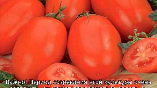 Томат Челнок смотреть онлайн