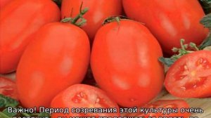 Томат Челнок