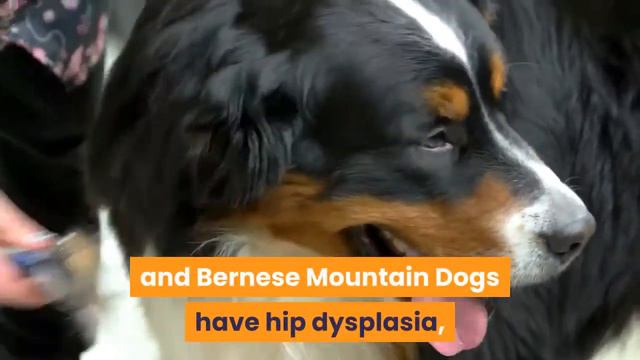 Bernese Mountain Dog and Miniature Poodle MIX: All About the Mini Bernedoodle смотреть онлайн