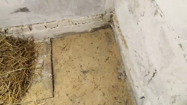 Вес детёныша свиньи в 65 дней)) смотреть онлайн