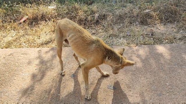 Путешествие по Индии, водопад Jog Falls. смотреть онлайн