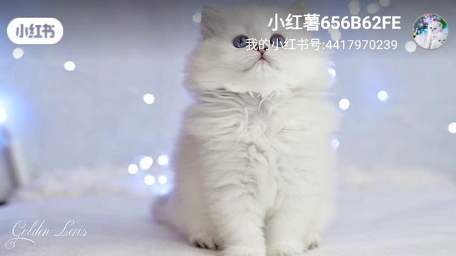 Чистокровные британские котята