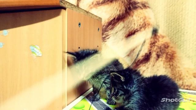 котята мейн-кун месячного возраста смотреть онлайн