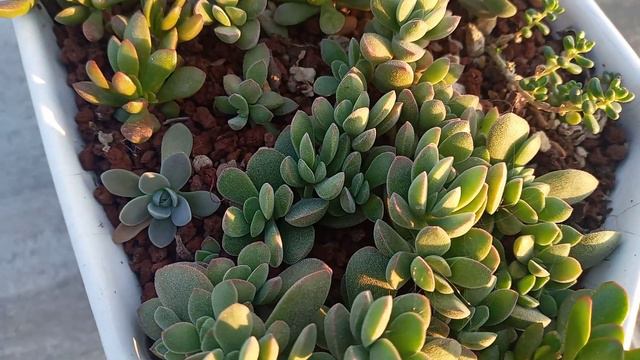 Crassula Lanuginosa