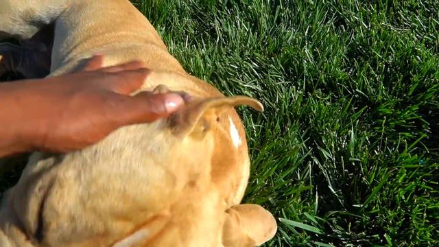 The Saddest Video I Ever Had To Make I Lost My Dog! смотреть онлайн