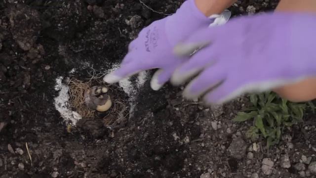 Growing & Storing Plant Bulbs : Directions for Planting Tulip Bulbs смотреть онлайн