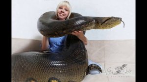 SNAKE GIRL AND THE DEADLY ANACONDAS ! A Must See Video That Can Give Nightmares !