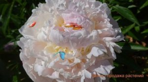 Пион травянистый Блаш Квин (paeonia) ? пион Блаш Квин обзор: как сажать луковицы пиона Блаш Квин