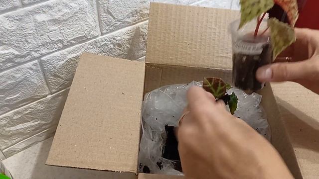 НОВИНКИ-комнатные растения