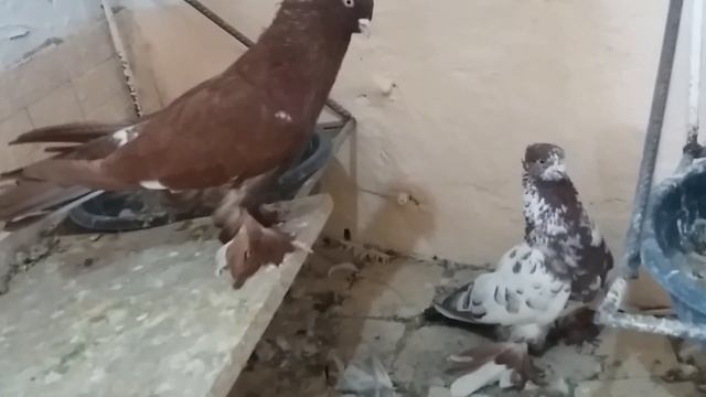 Настоящие андижанские голуби, Узбекистан, г. Андижан. Pigeons. Tauben.